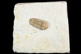 Detailed, Long Kainops Trilobite - Oklahoma #95686-4